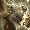 koala at sleep animation