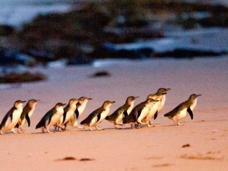 Phillip Island, including the Little Penguins: Penguin Paradise