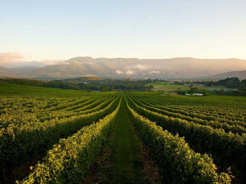 Guide to Wine Regions Near Melbourne 